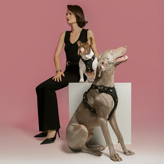 NoMad Adjustable Dog Walking Set - Rockstar