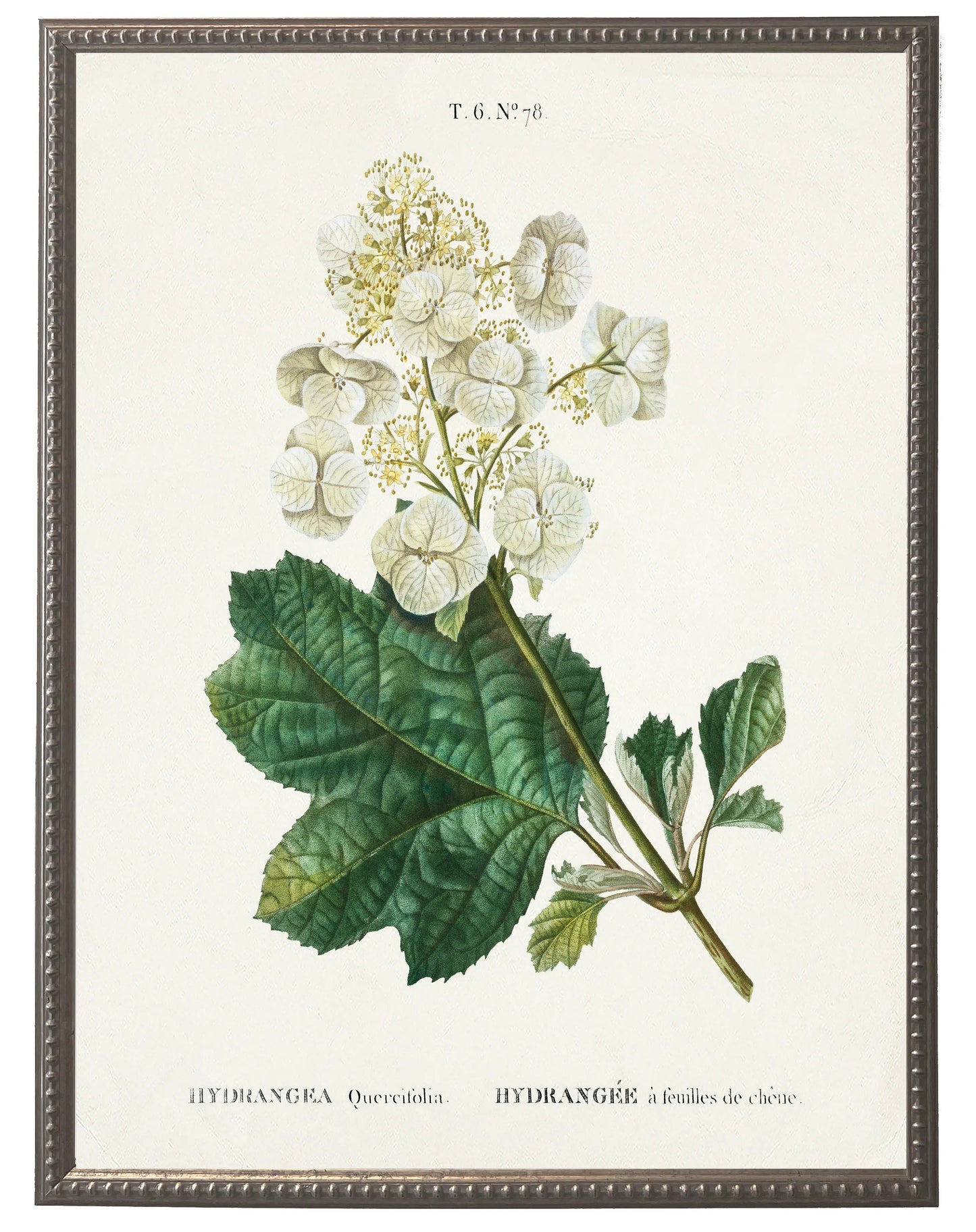 White hydrangea on white background