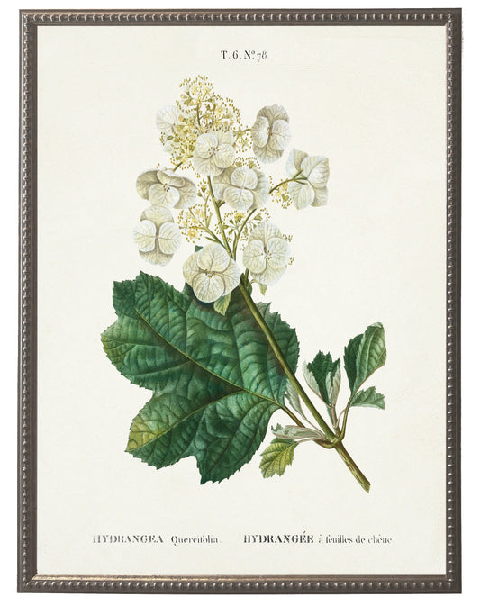 White hydrangea on white background