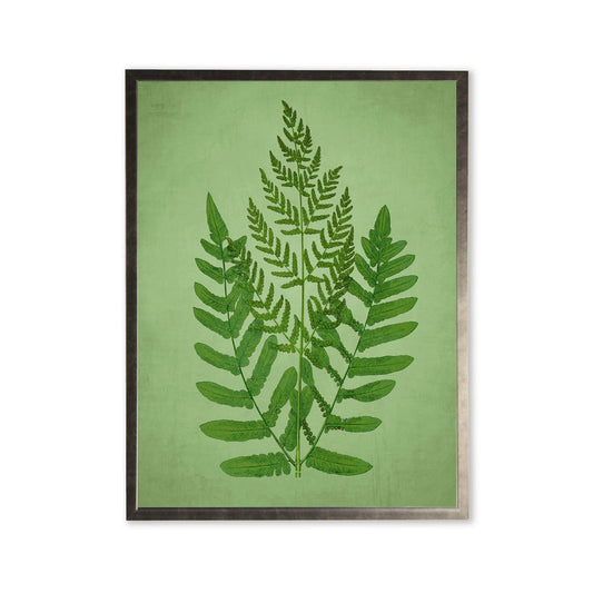 Fern in Silver Frame