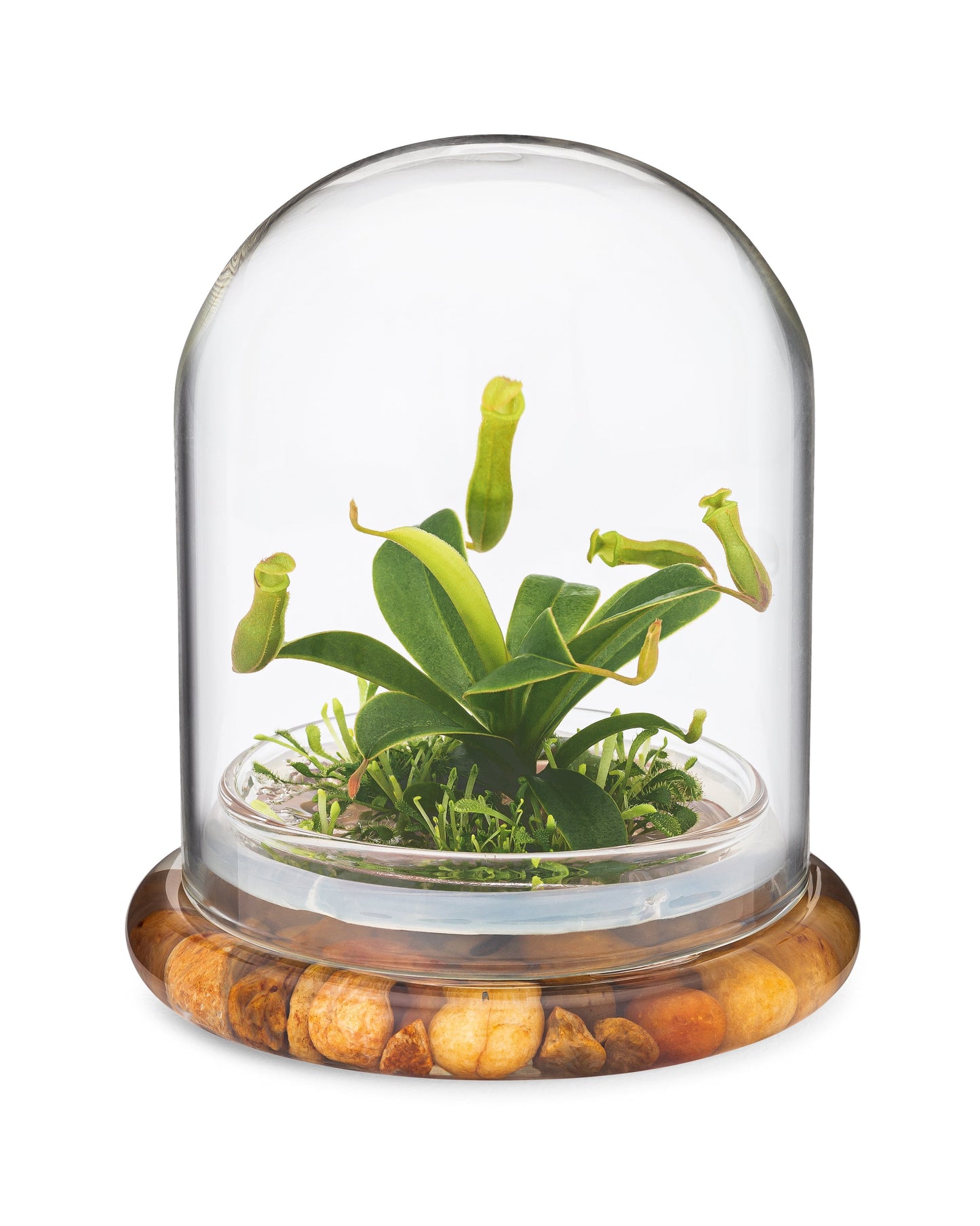 Live Pitcher Plant Terrarium, Nepenthes Tobaica with Moss, Must-have Home Décor