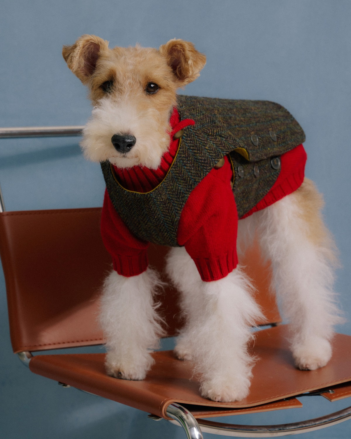 The Scotia | Wool Tweed Dog Vest | Herringbone