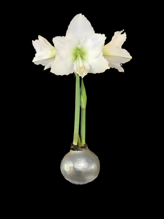 White Flower Silver Lacquer Base 36+ 18 Bulbs/Case