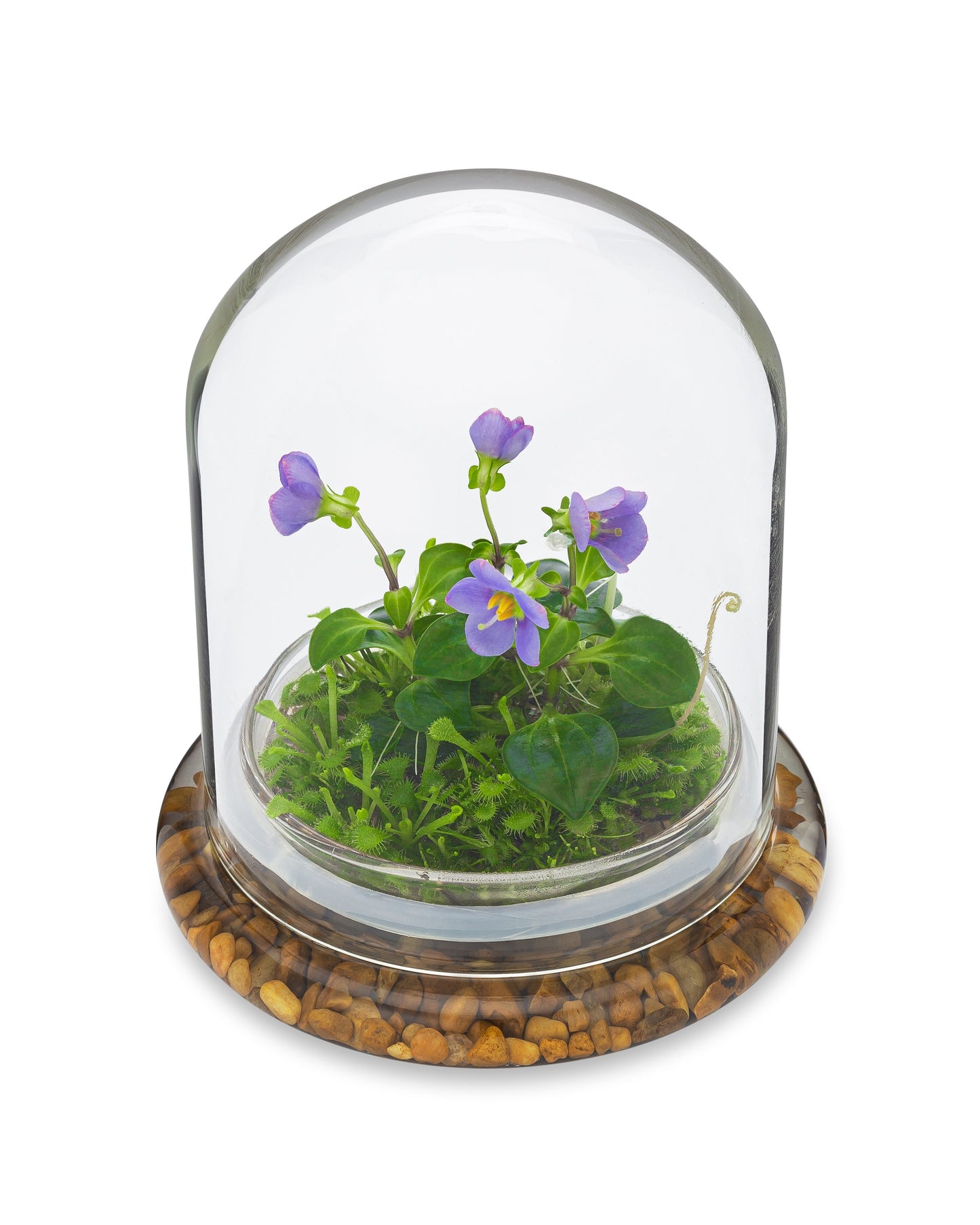 Persian Violet (Exacum Affine) with Sundew Moss, All Season Flowering, Dome Glass