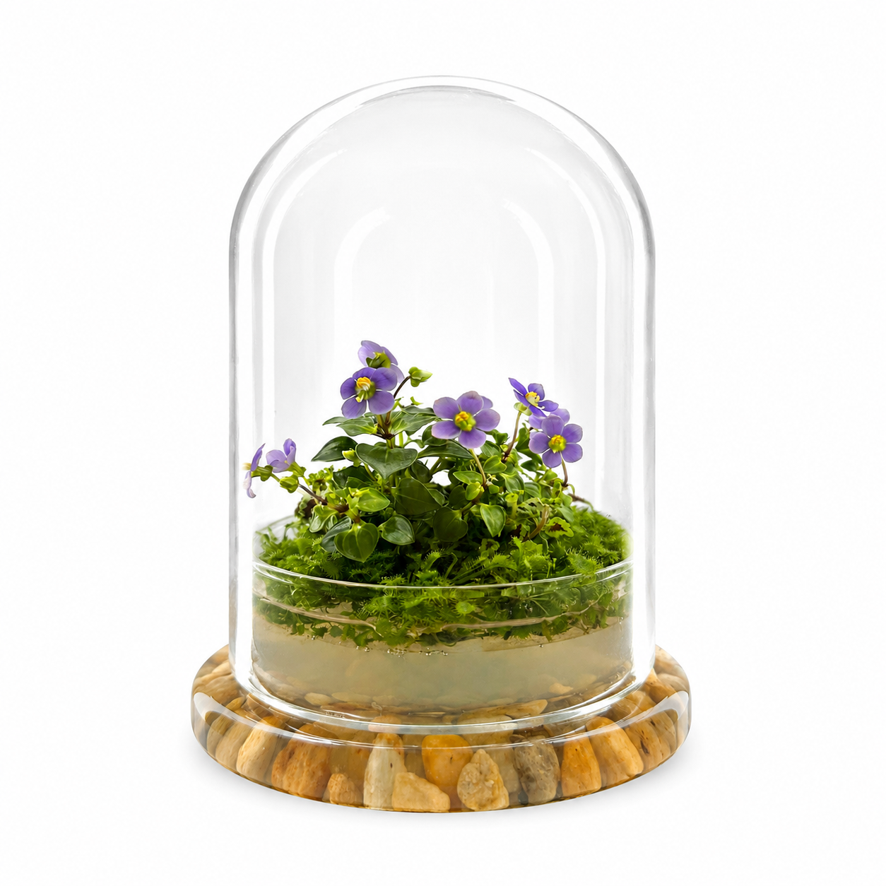 Bloomify Persian Violet lived in Terrarium Jar, real plants, a small oasis of greenery in the city, easy to grow and requiring minimal care, is a source of happiness in the home