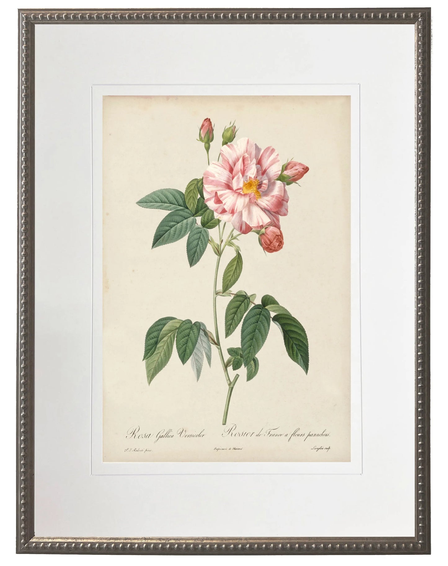Vintage pink rose print matted in a cream mat in a beaded pewter frame sized 16x20