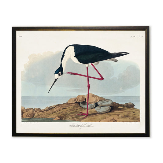 Long-Legged Avocet in Black and Copper Frame
