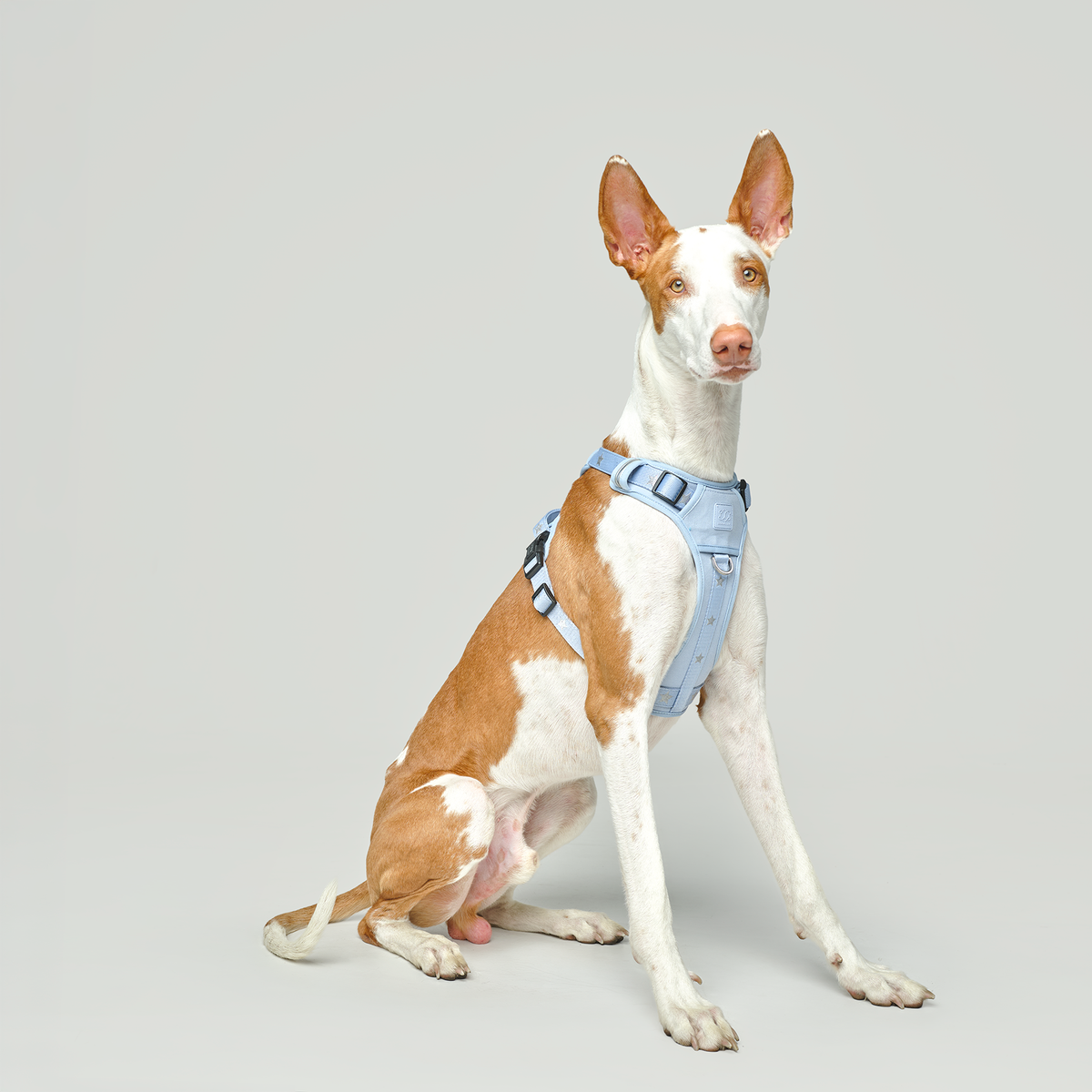 NoMad City Leash Set - Rockstar Hudson