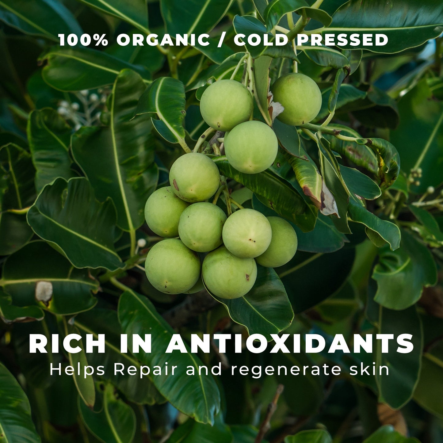Organic Tamanu Oil