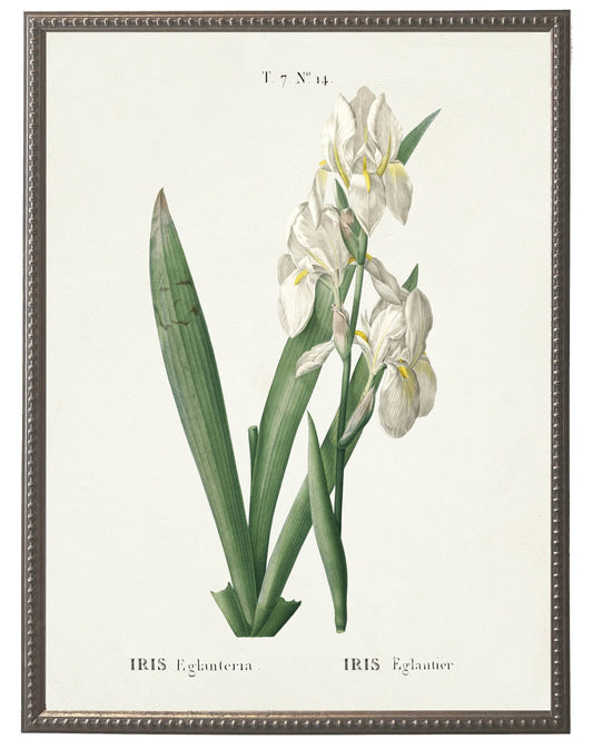 White iris on white background