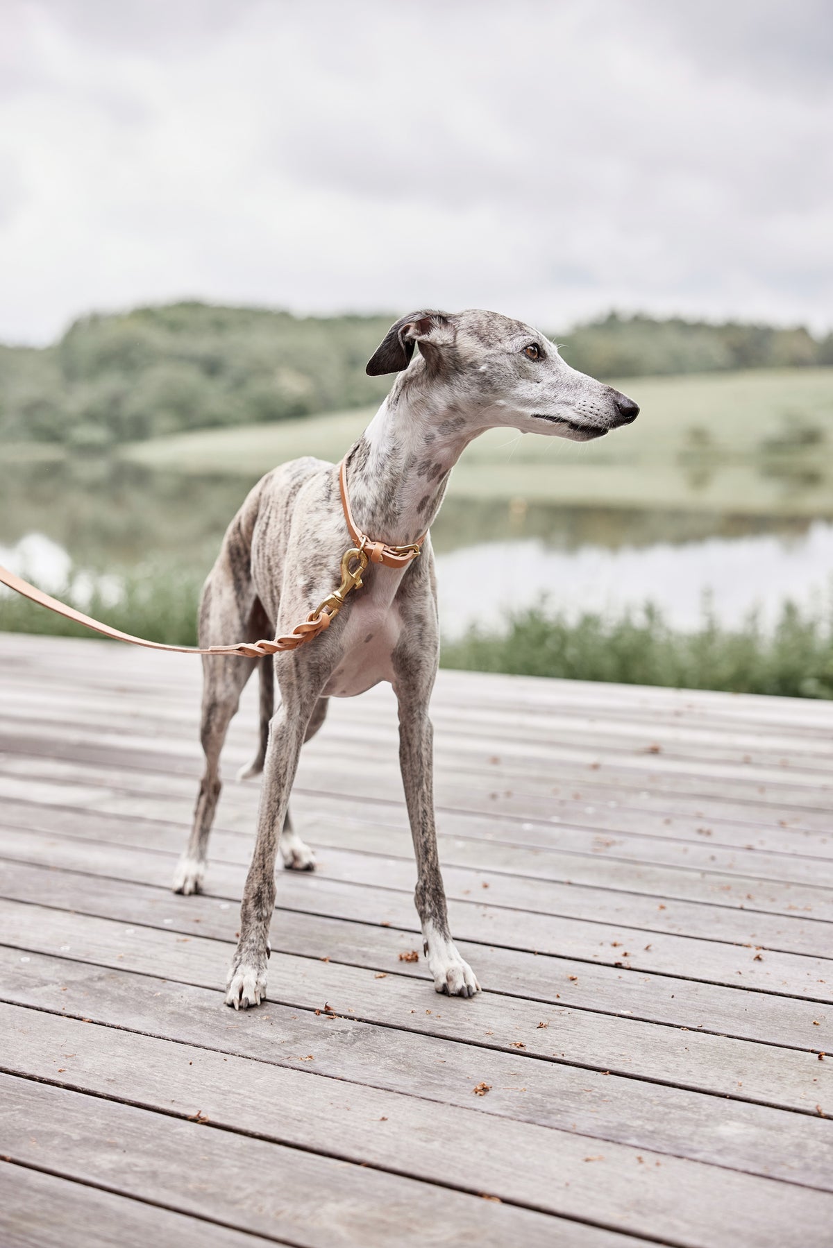 Robin Dog Collar Large - Natural