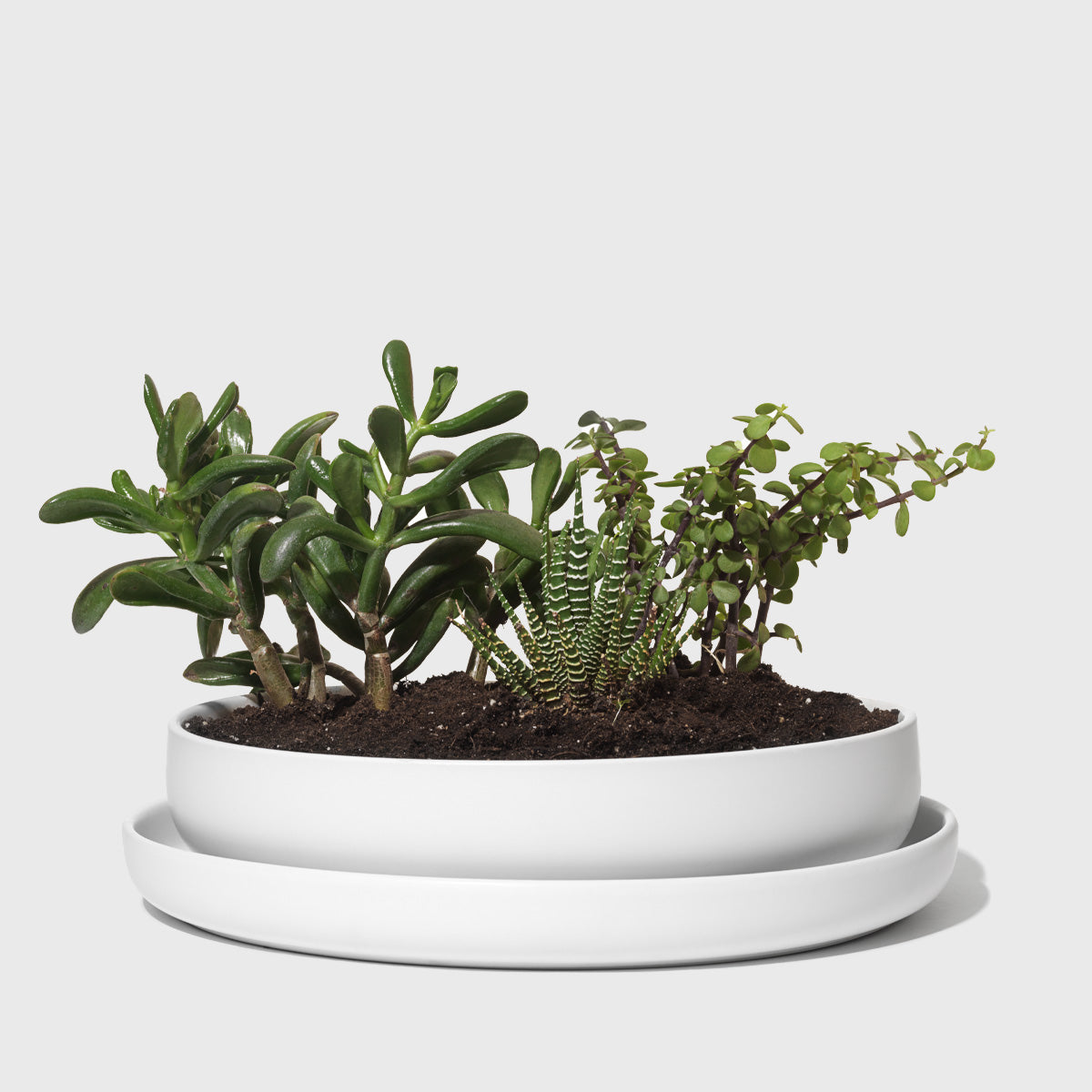 Stoneware Succulent Planter