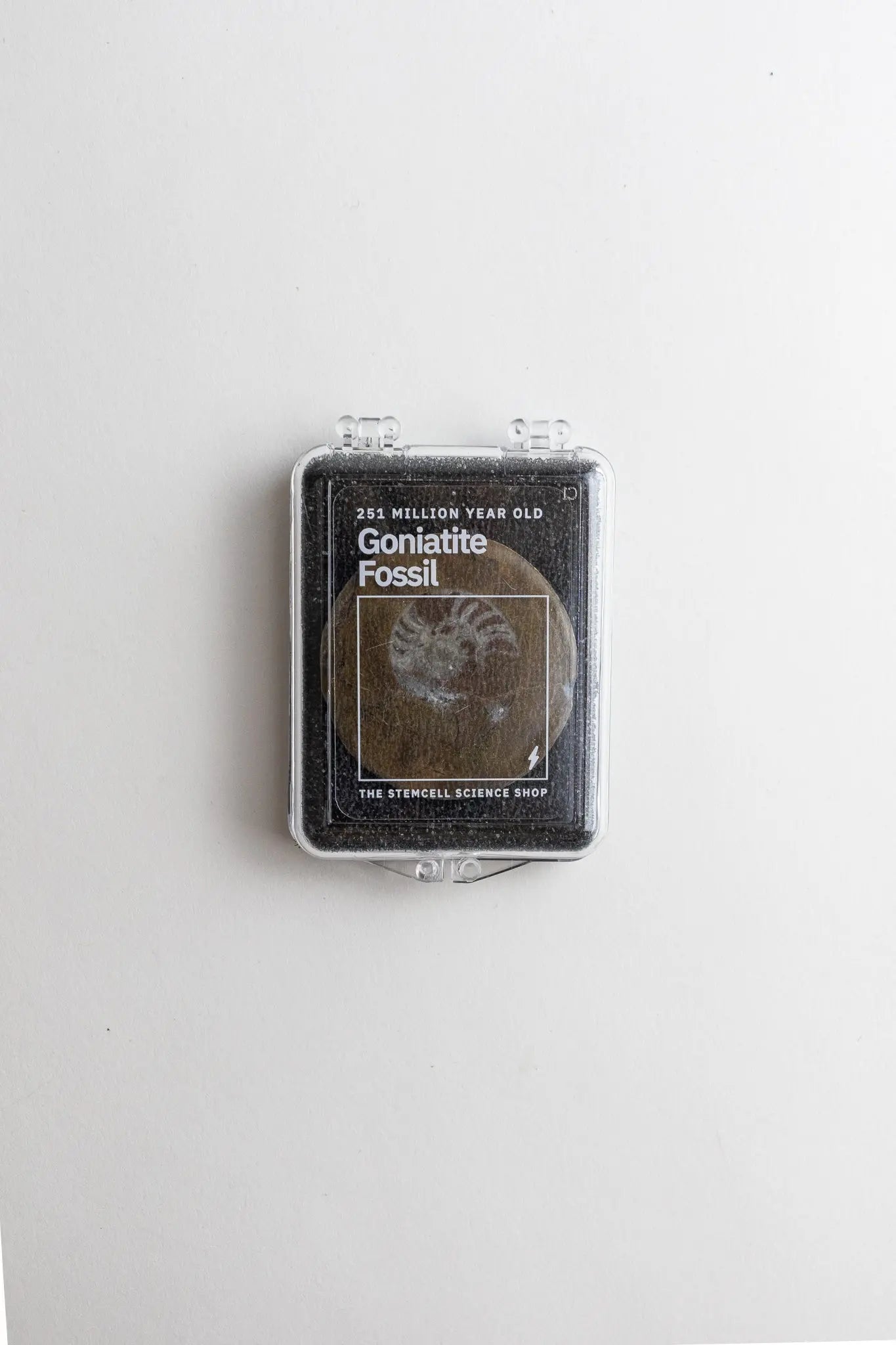 Goniatite Fossil