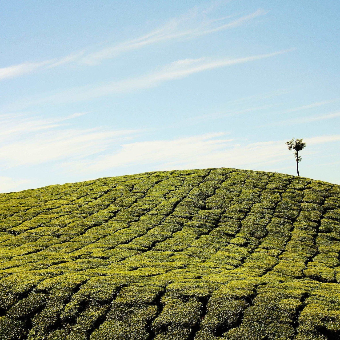 Indian Green Tea