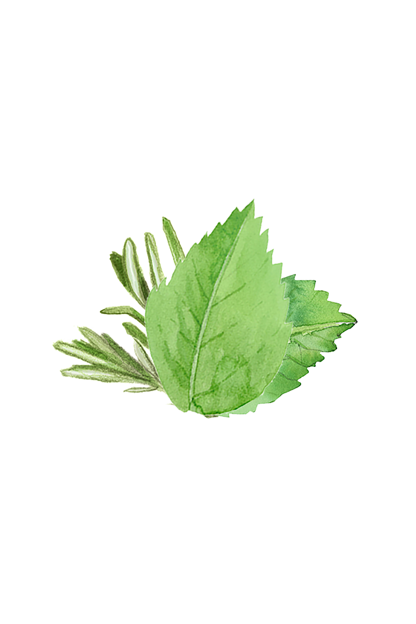 Soothing Shampoo | Rosemary & Mint